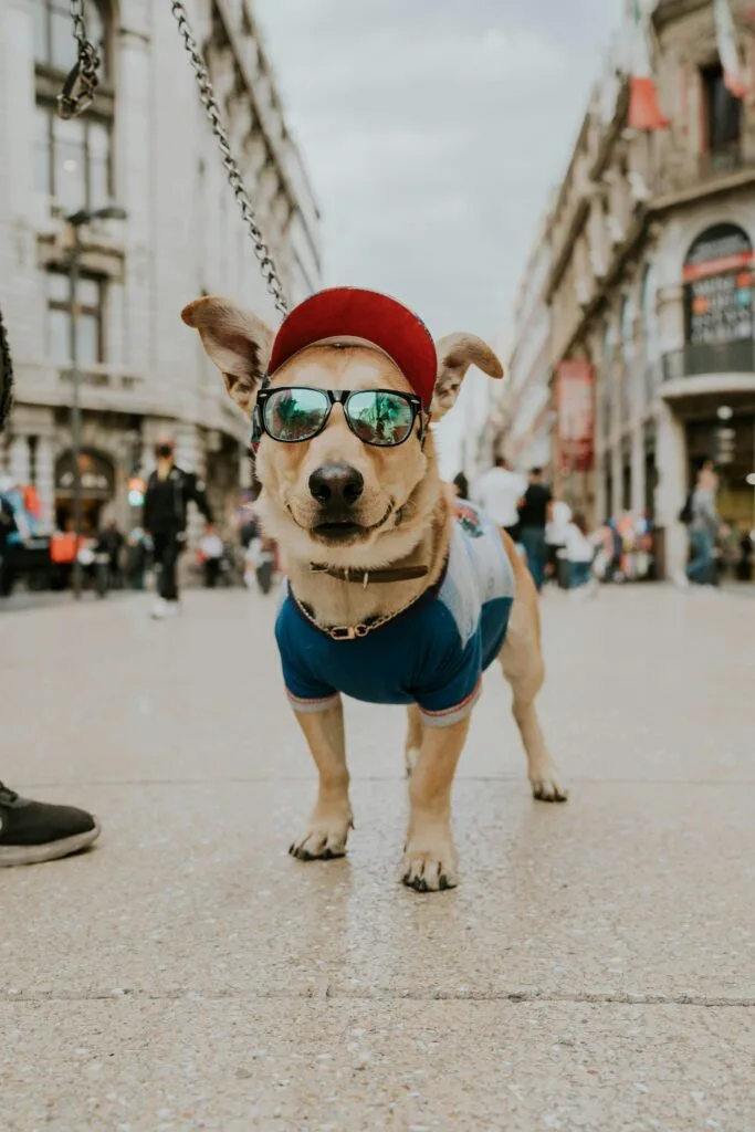 dog-sunglasses-hat A Brown Short Coated Dog Wearing Red Sun Visor and Sunglasses