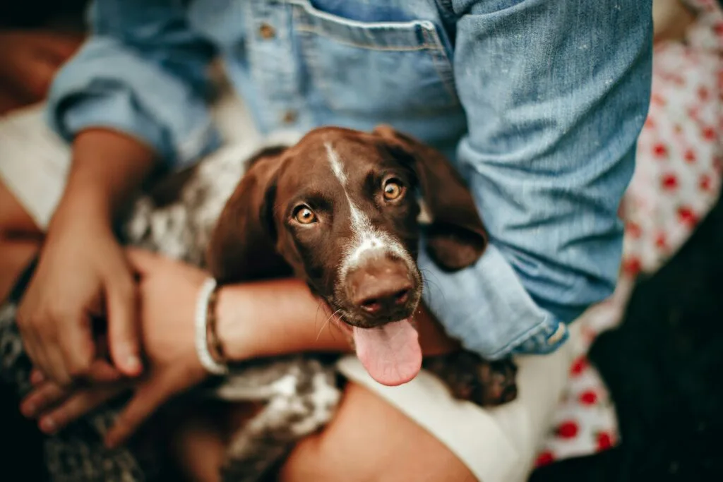 dog-sitting Person Sitting with Dog