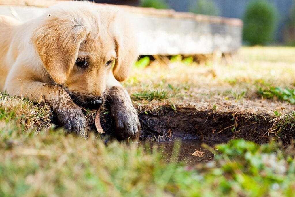 puppy-private-training Puppy private training in Westmount and Montreal