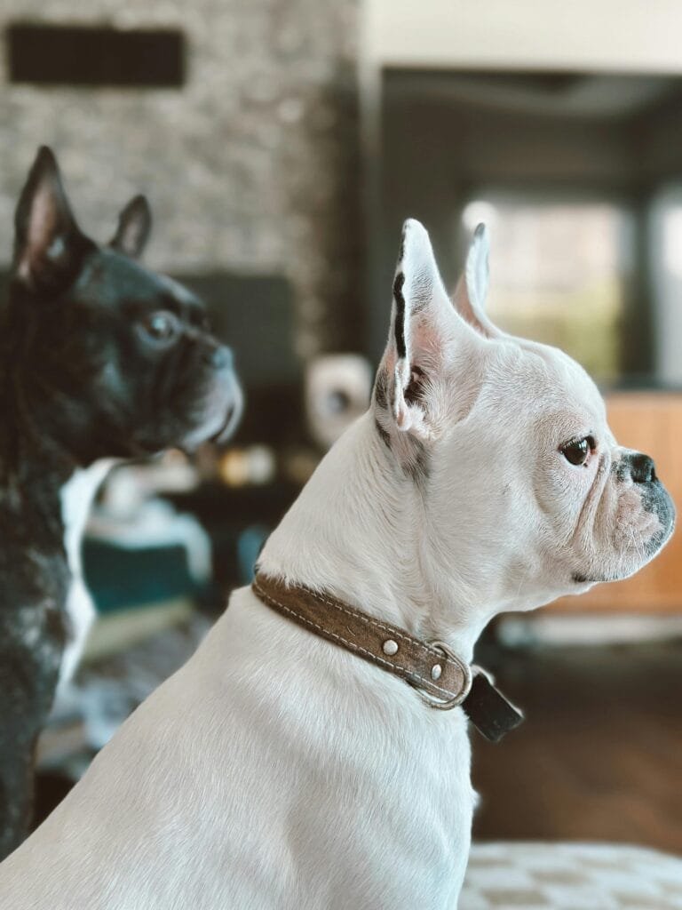 Two French bulldogs indoors with a warm, soft-focus background.