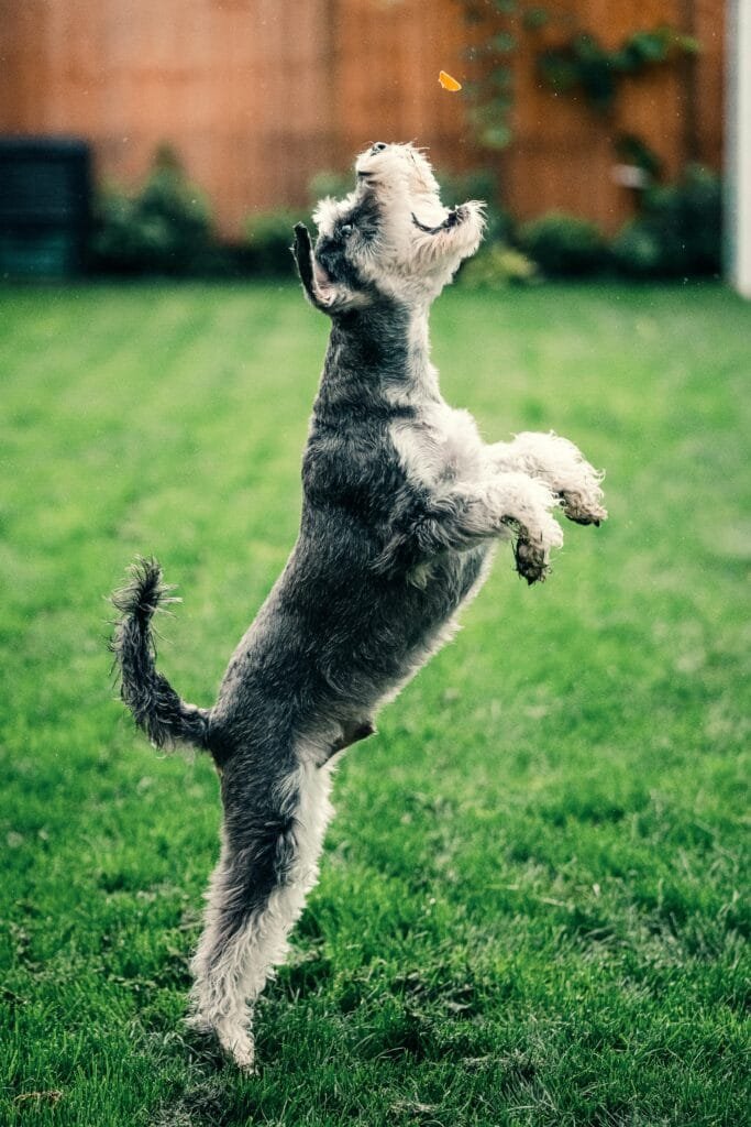 One-on-one dog training class in Westmount