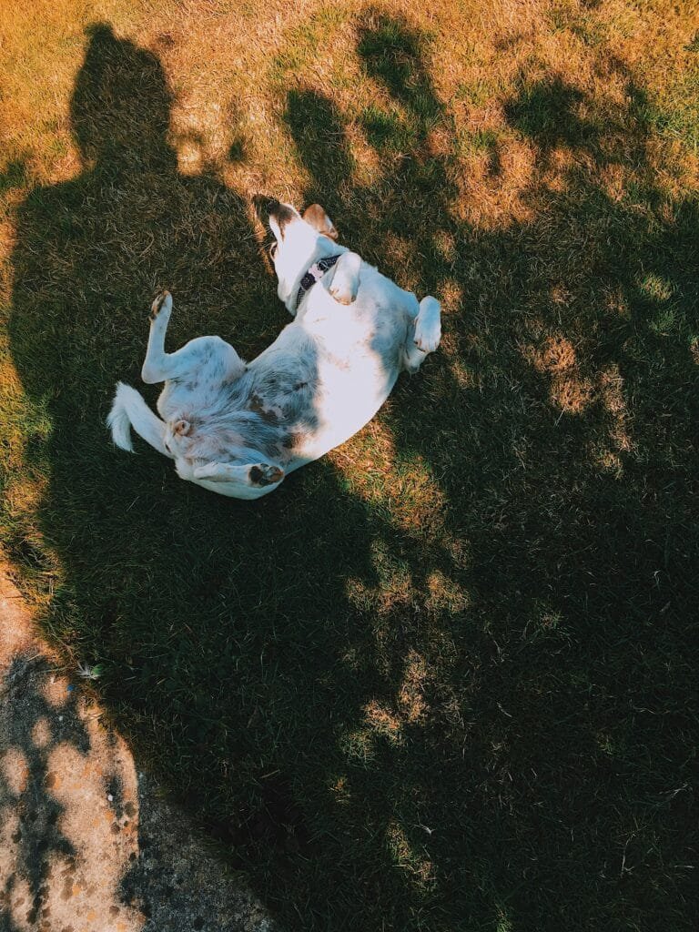 A playful dog rolls on the grassy field, enjoying the sunny outdoors with shadows cast around.
