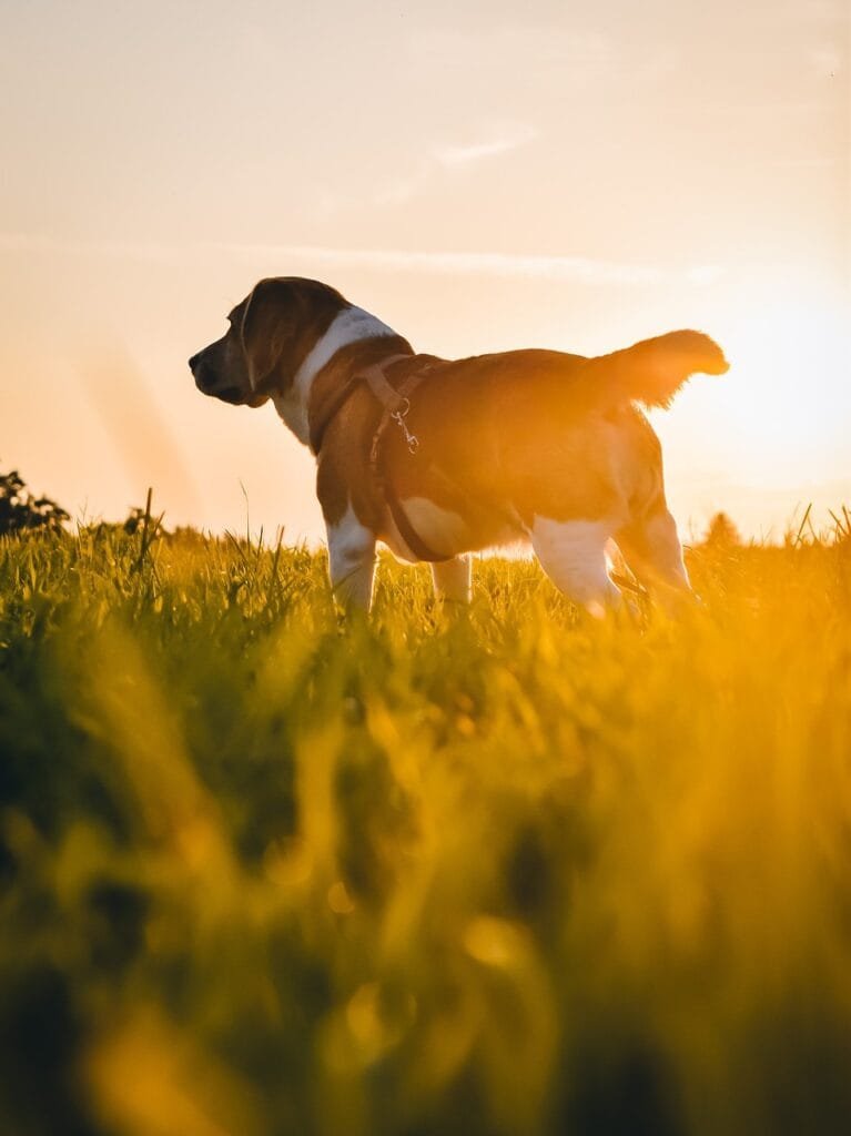 beagle-at-sunset beagle dog in field at sunset