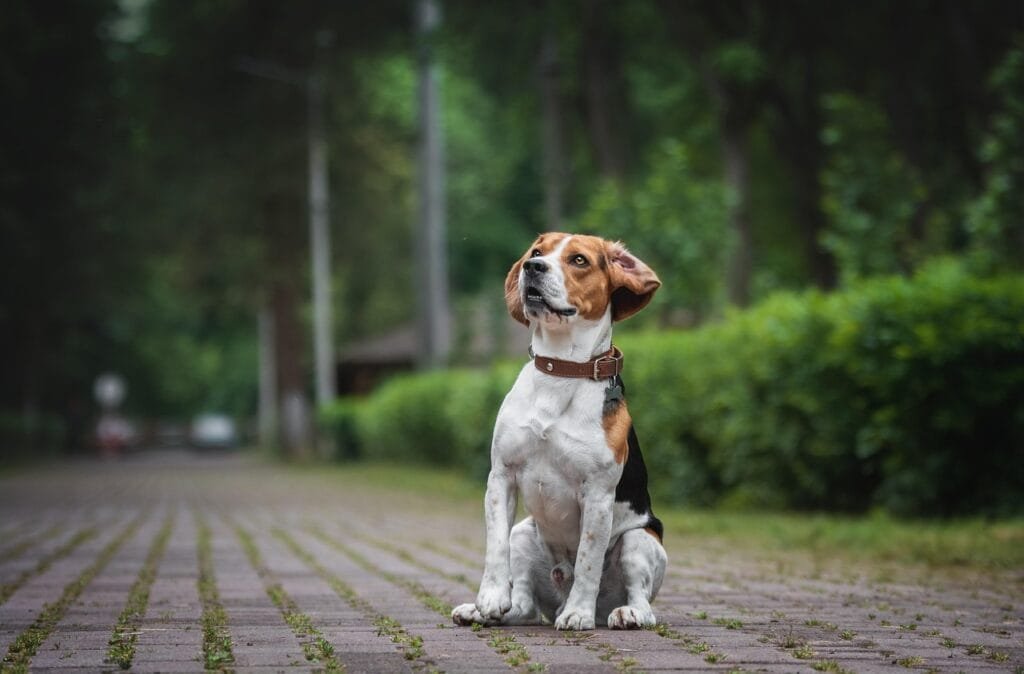 beagle, dog, park, animal, pet, cute, dog breed, canine, doggy, pedigree, collar, dog collar, portrait, dog portrait, beagle, nature, beagle, beagle, beagle, beagle, dog collar
