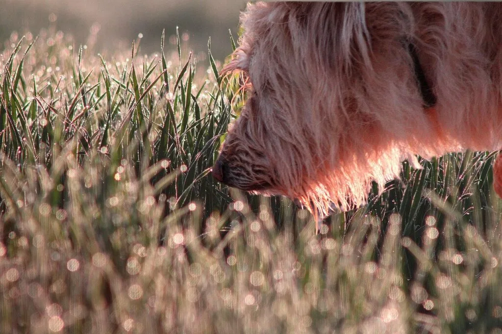 dog, sniffing, animal, grass, sniff, hairy, furry, hairy dog, furry dog, pet, canine, smelling, outdoors, domestic dog, nature, sniff, sniff, sniff, sniff, sniff, smelling, smelling, smelling