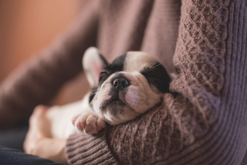 puppy, sleeping, pet, owner, nature, adorable, animal, canine, cute, dog, sleep, sleeping puppy, asleep, portrait, puppy, puppy, puppy, puppy, puppy, dog, dog, dog, dog, sleep