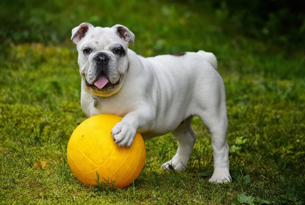 english bulldog, bulldog, ball, dog, pet, white dog, canine, domestic, domestic dog, portrait, dog portrait, mammal, animal, nature, dog, dog, dog, dog, dog