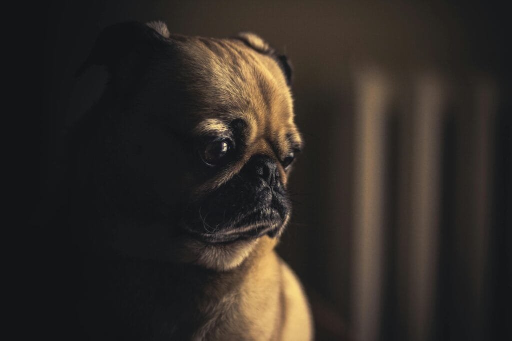 Detailed low light portrait of a pug dog with a thoughtful expression, highlighting its distinctive features.