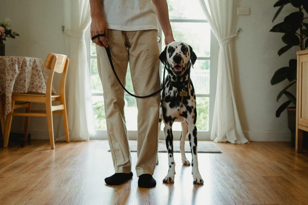 A Dalmatian dog with a collar and leash standing beside its trainer indoors.