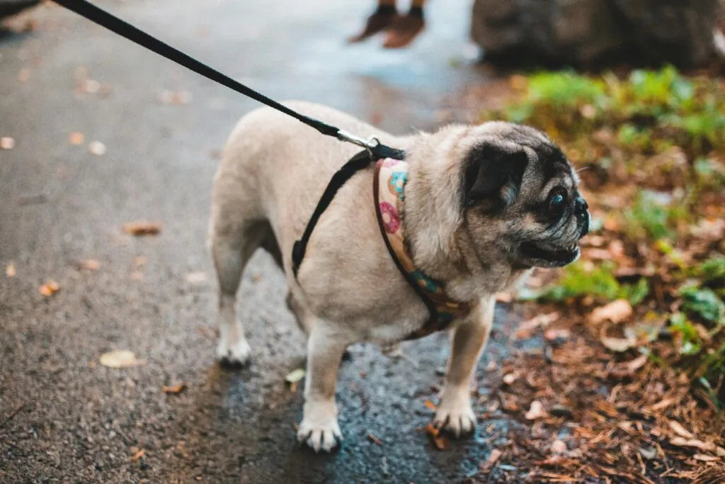 Curious domestic pug on leash walking on asphalt road with dried leaves in autumnal day in park on blurred background