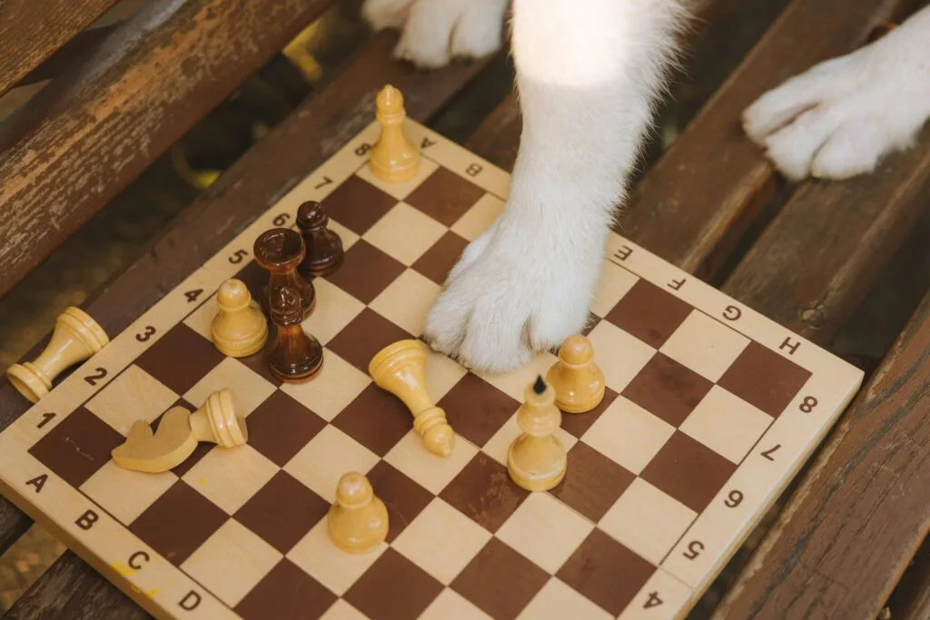 A cute dog paw interacting with a chessboard, creating a humorous scene in natural light.