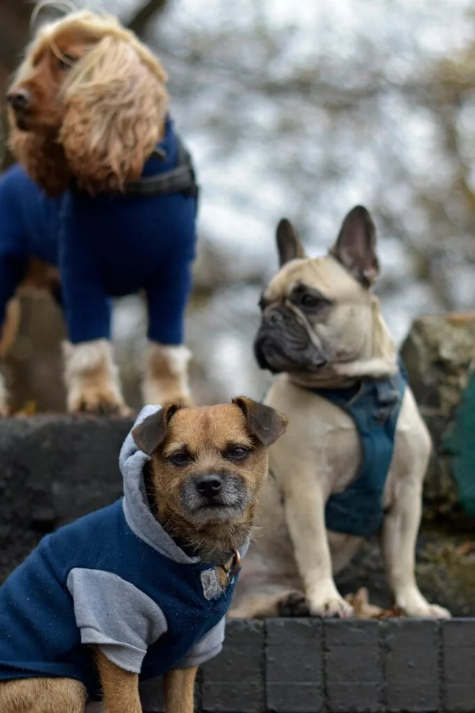 group-walking-class Group of dogs during walking class in Westmount and Montreal