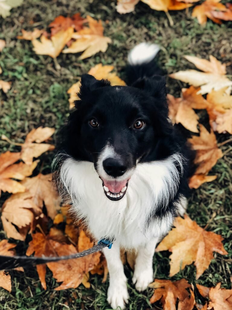 Border collie on a walk in fall Border collie on a walk in fall