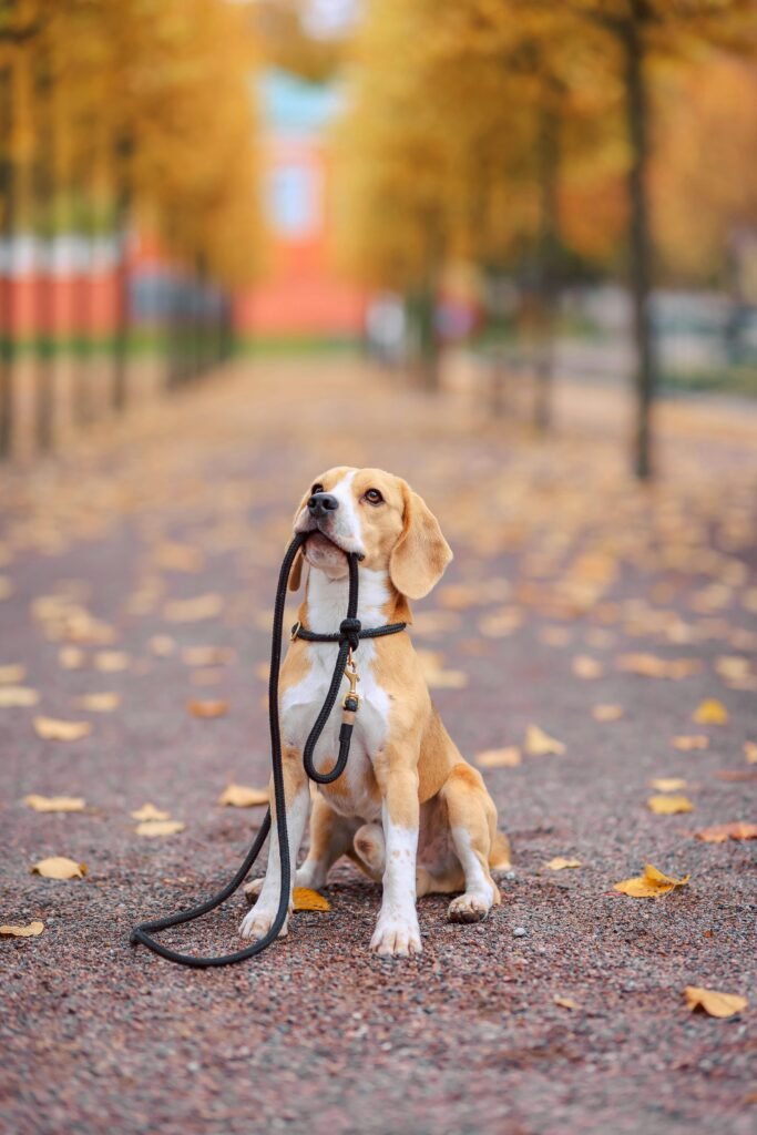 beagle-enriched-walks Beagle on an enriched walk in Westmount and Montreal