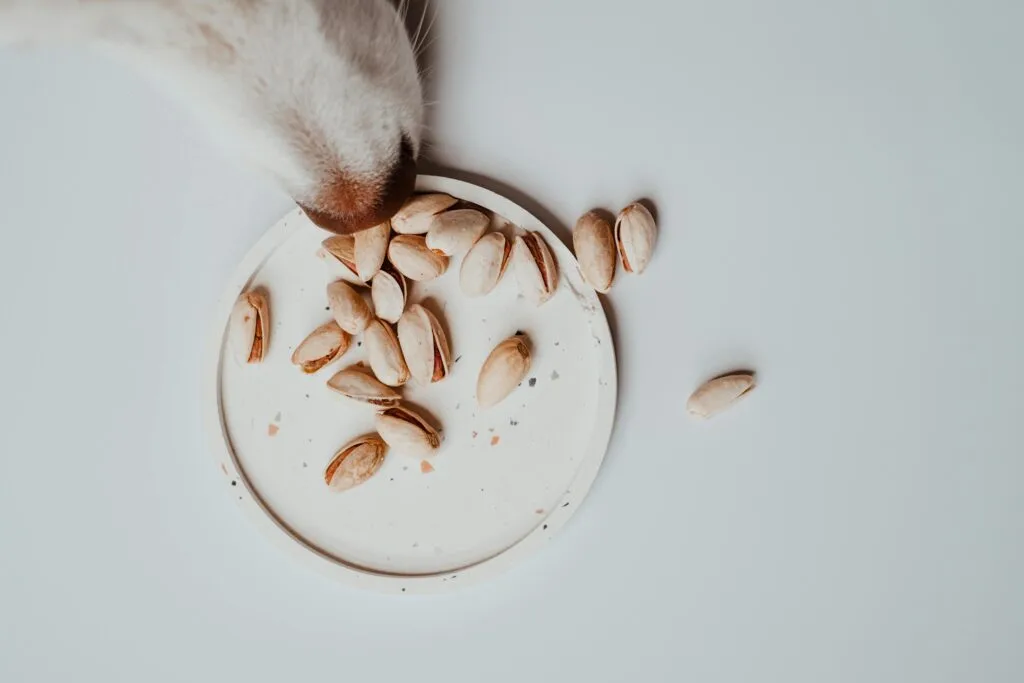 A dog sniffs pistachios on a white plate in an overhead, natural setting.
