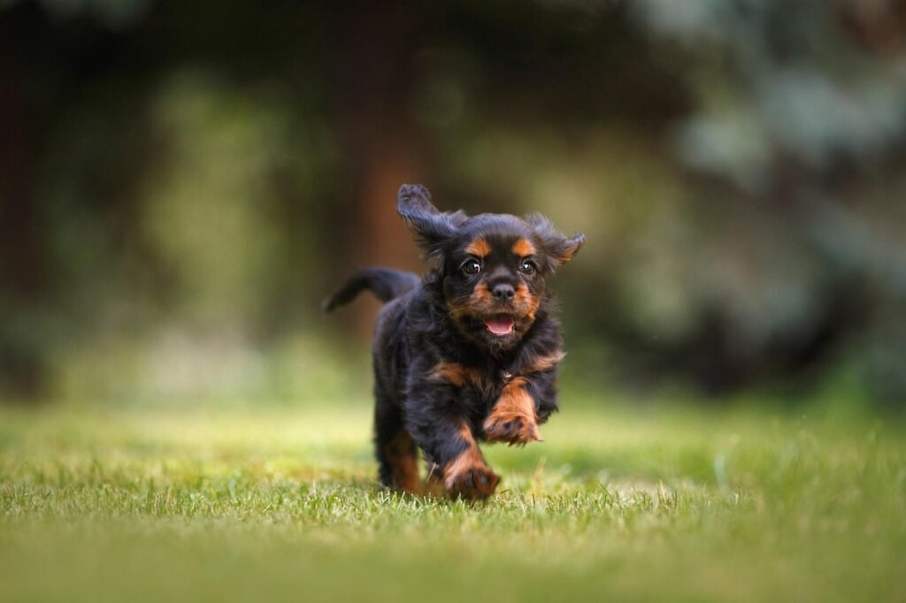 Summer recall dog training