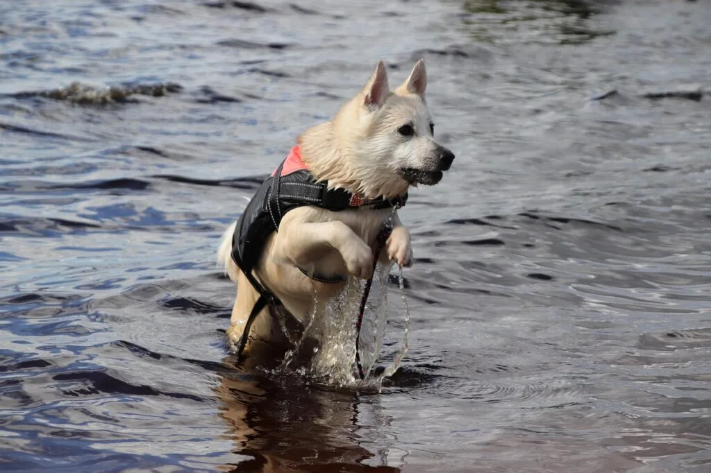 buhund, water, lake, outdoor vest, animal, summer, dog, norwegian spitz, wet, bathing, nature, pet, movement