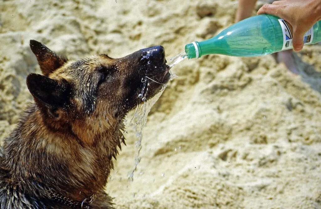 dog training in hot weather with water breaks