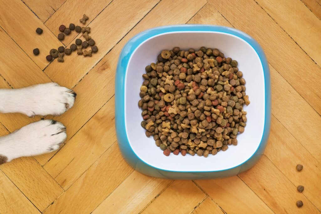 Practicing how to switch dog food with a gradual mix