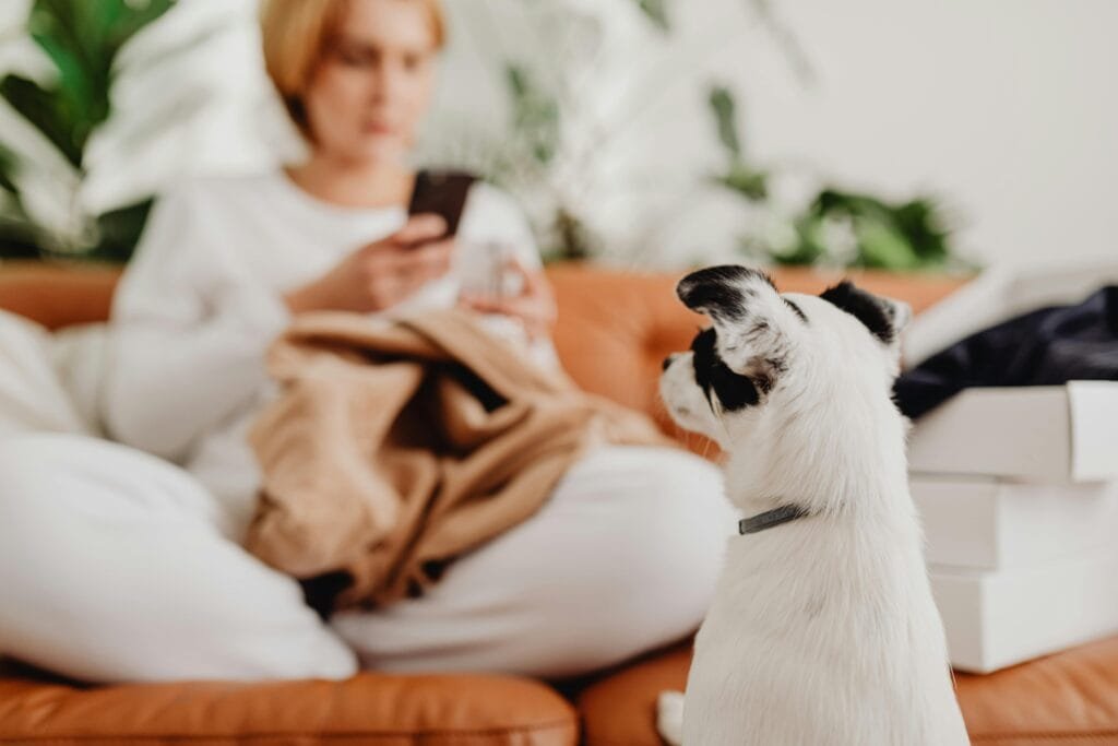 Dog seeking attention from guardian on couch, illustrating insecure attachment or “velcro dog” behaviour
