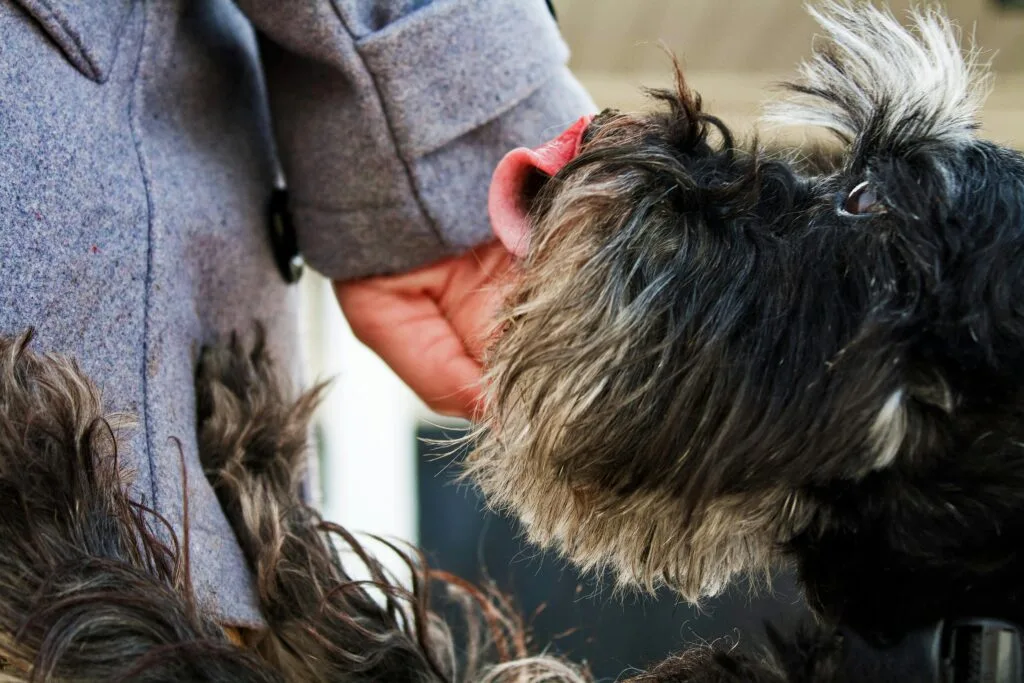 Marker training for dogs to reinforce good behaviour