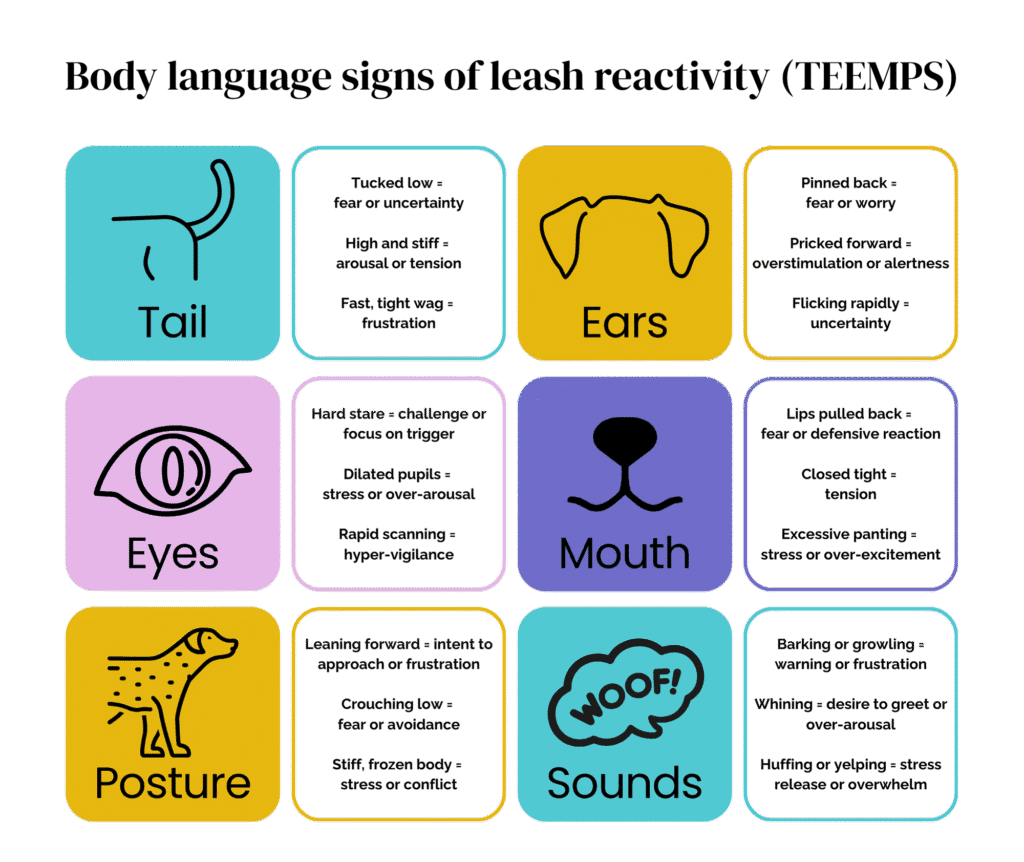 Infographic showing TEEMPS body language signs of leash reactivity in dogs