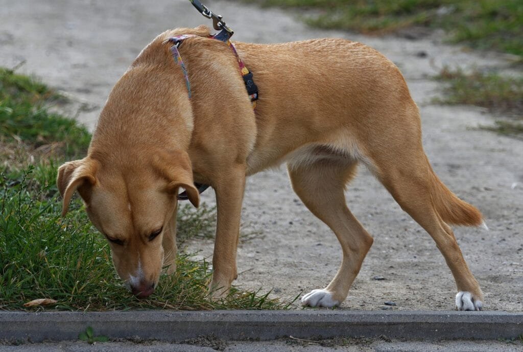 dog exploring calmly in a park during reactivity training
