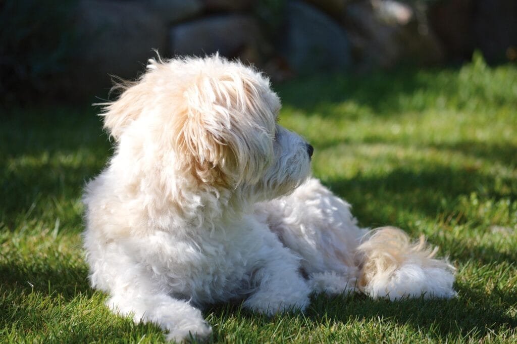 Maltipoo working on his leash reactivity