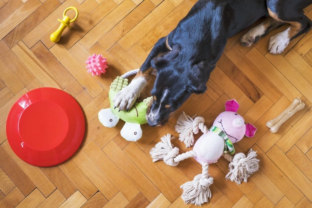 Rainy day dog activities - a dog picks a low-impact toy