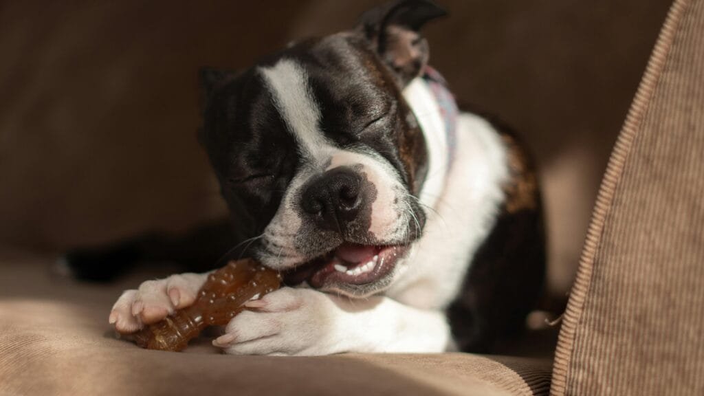 pexels-photo-28293418-28293418 Close-up of a Boston Terrier with a toy bone showing resource guarding behaviour indoors