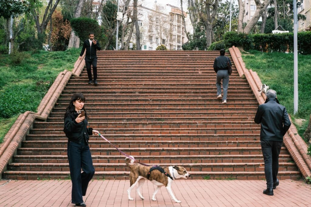 Dog reactivity in spring — leashed dog walking calmly past triggers in a quiet park