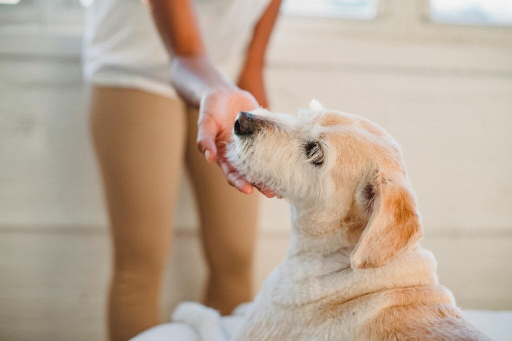 Cooperative care demonstration of a dog doing a chin rest