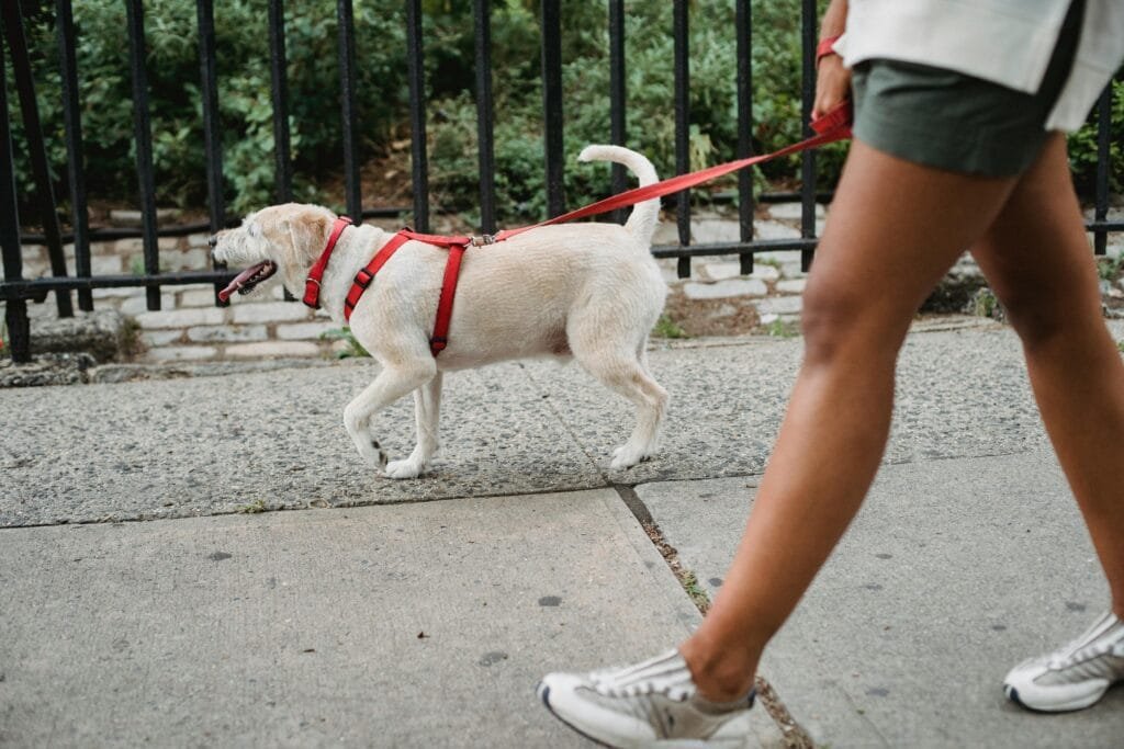 Guardian and dog walking together calmly, symbolizing progress in leash reactivity training