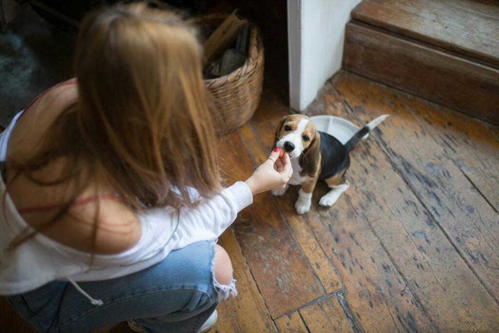 pexels-photo-8057561-8057561 Bringing a puppy home and training it on day one