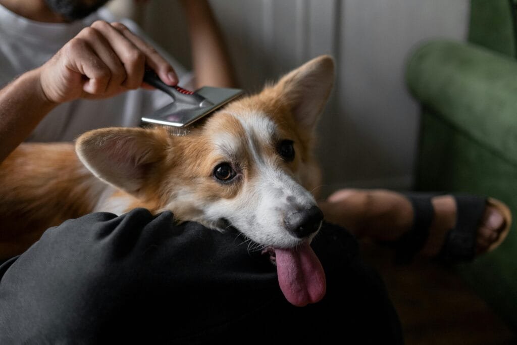 A man gently brushes his corgi indoors, showcasing a calm cooperative care moment.