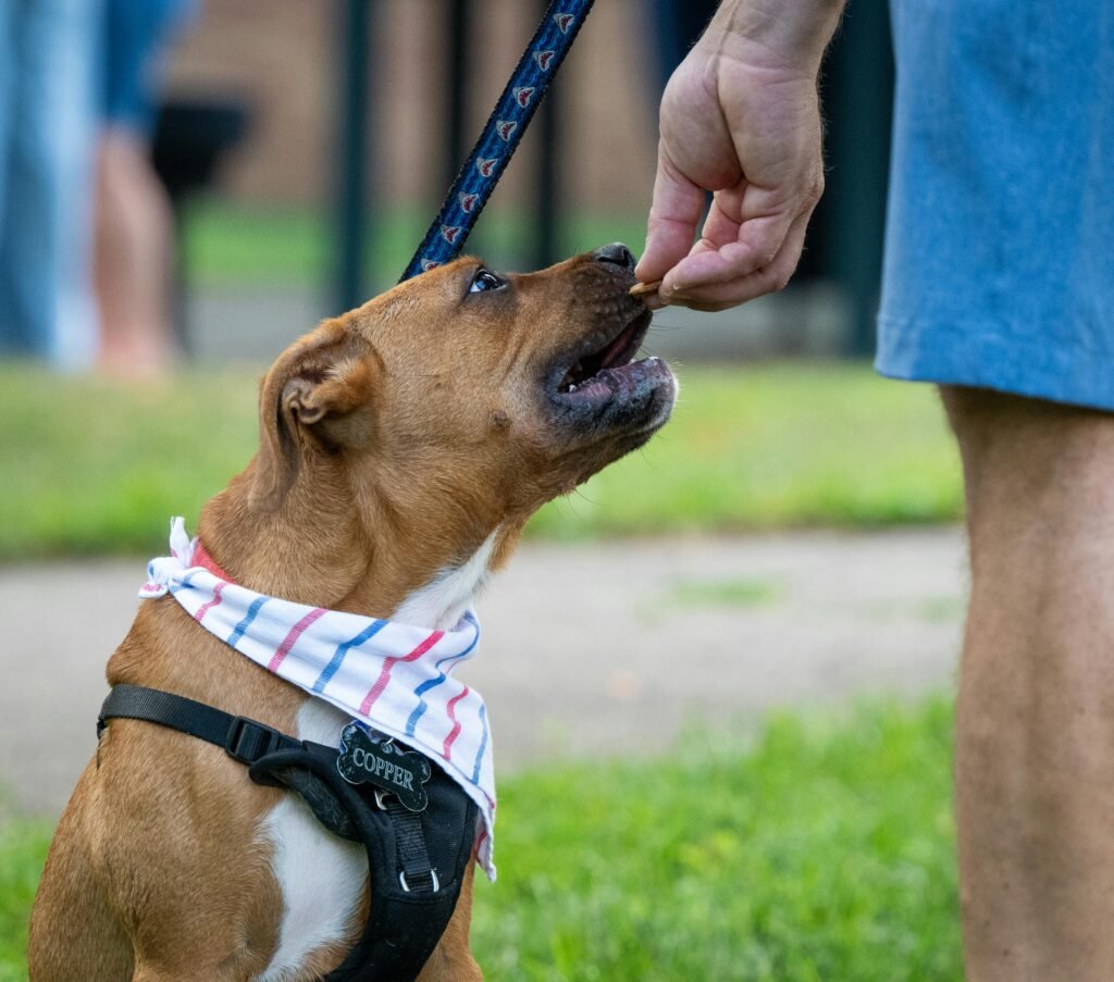 brown dog getting treat Dog sitting politely and receiving a treat, showing how dogs learn through positive reinforcement.