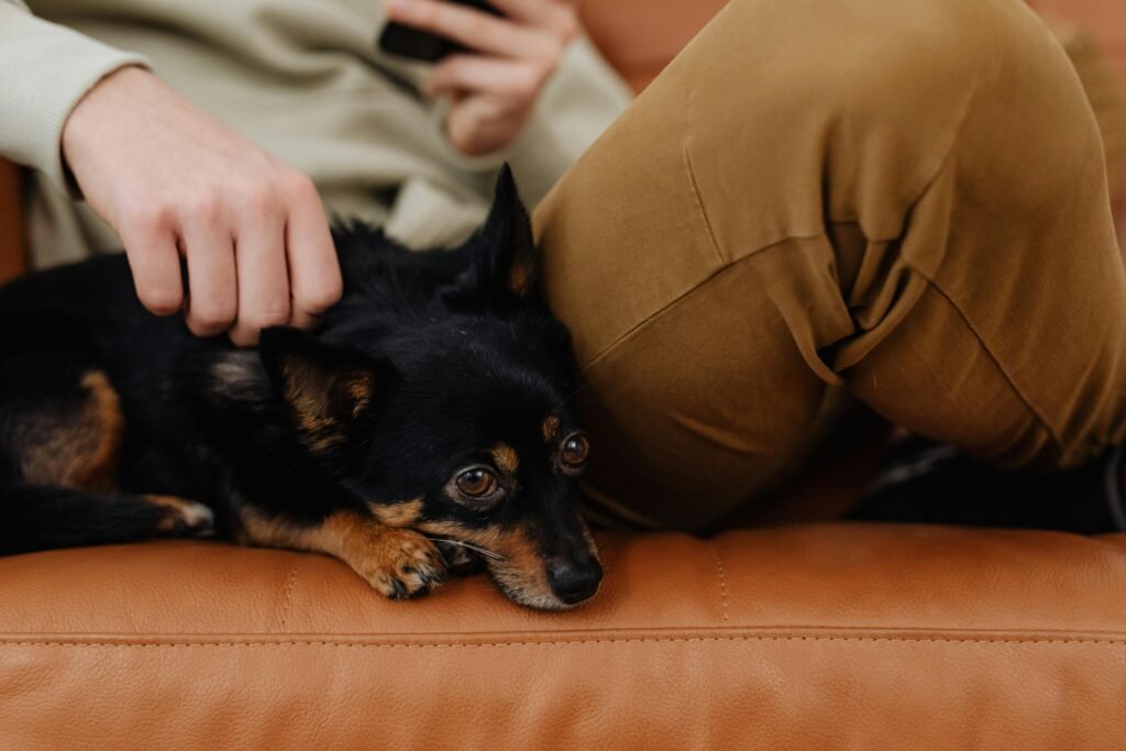 small dog on couch Calm dog resting at guardian’s side, illustrating how dogs learn best when they feel safe and relaxed.