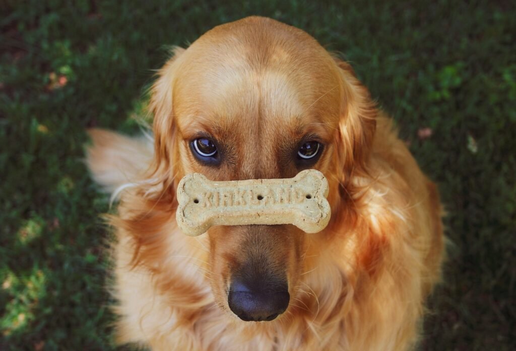 golden retriever, dog, nature, puppy, retriever, animal, cute, pet, fur, biscuit, friendly, trick