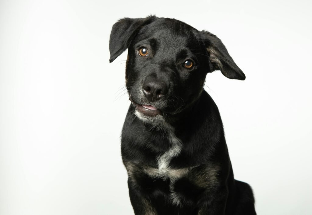 Charming close-up of a black puppy with a tilted head, highlighting its playful and curious expression.