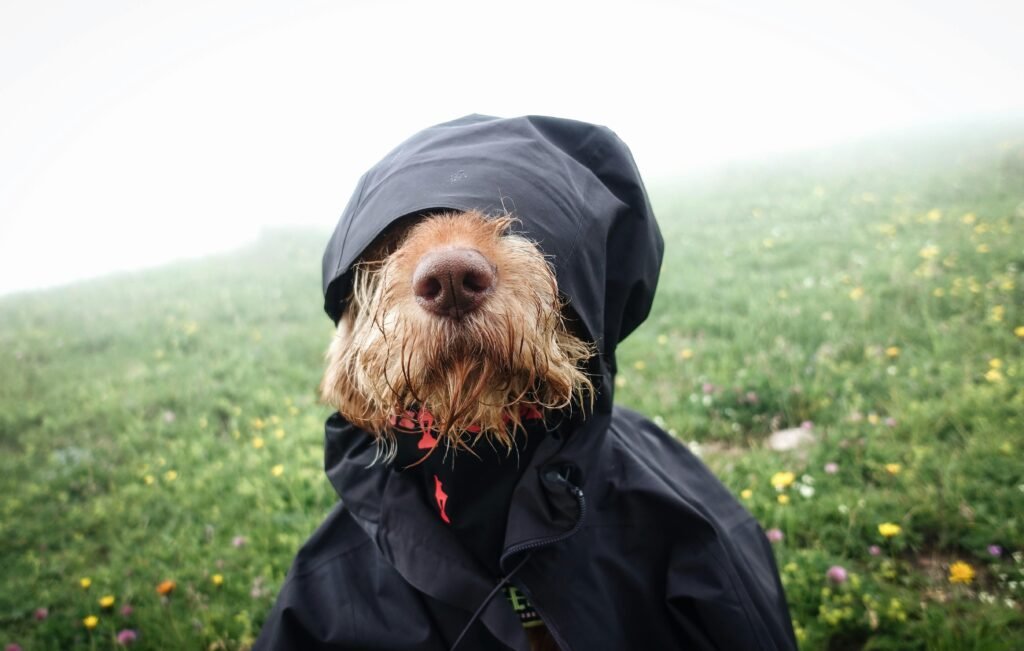Signs your dog is cold on a wet fall day