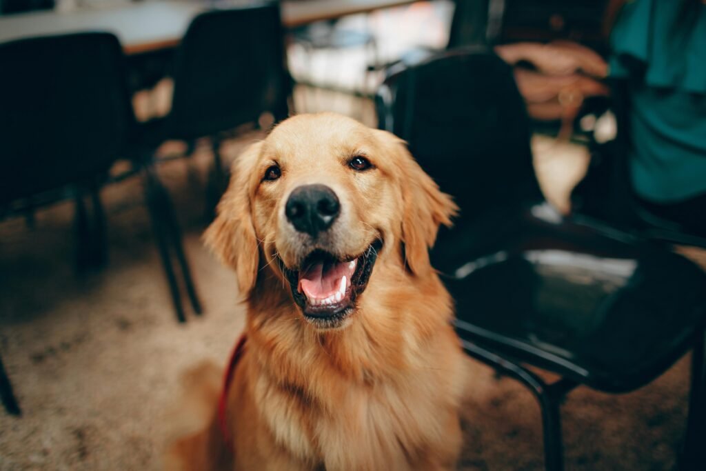 happy golden happy dog during science-based training session