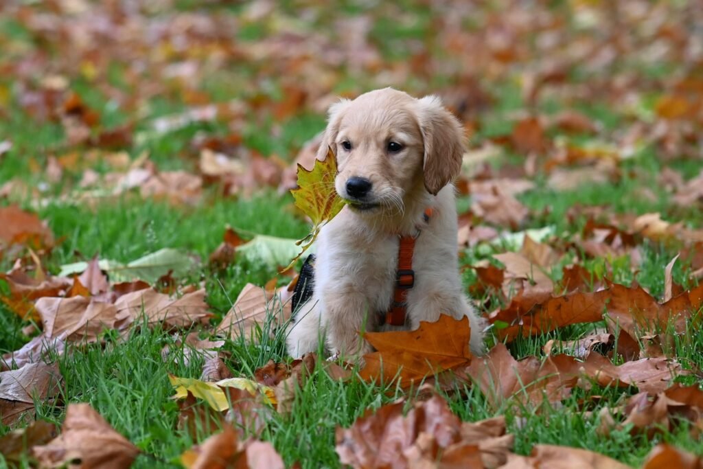 pexels-photo-29352255-29352255 dog socialization in new environments