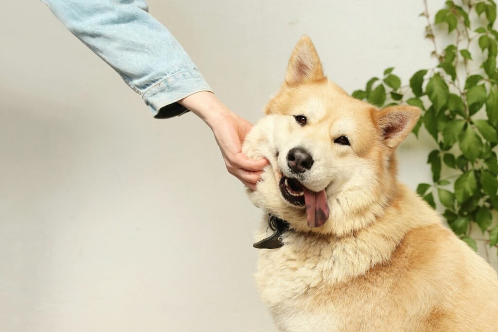 training session pets science-based dog trainer using positive reinforcement during a lesson
