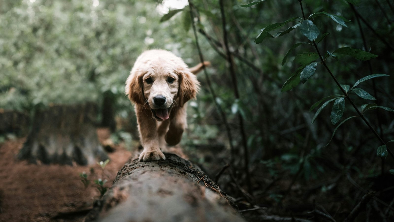 Dog training and agency: Why choice matters