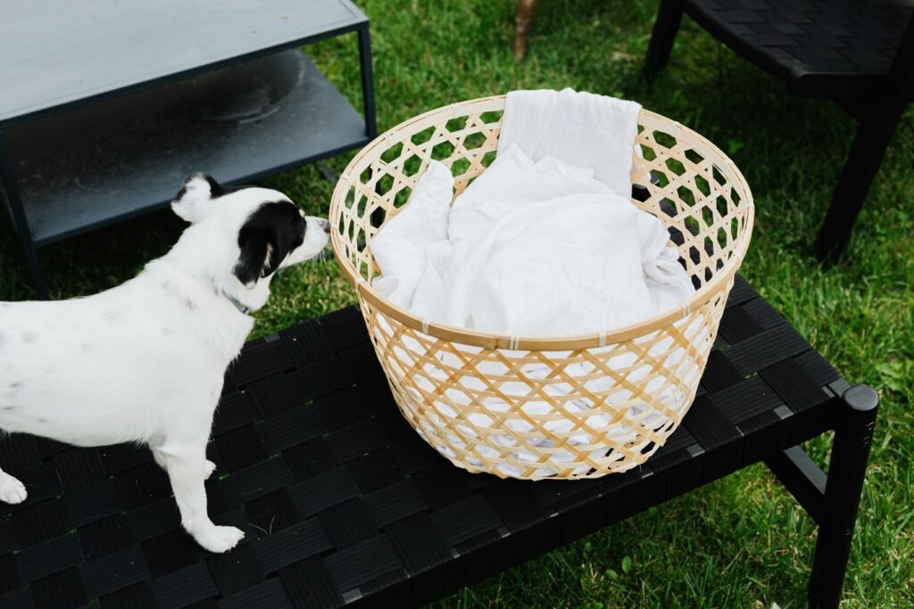 dog exploring basket dog learning through science-based training techniques