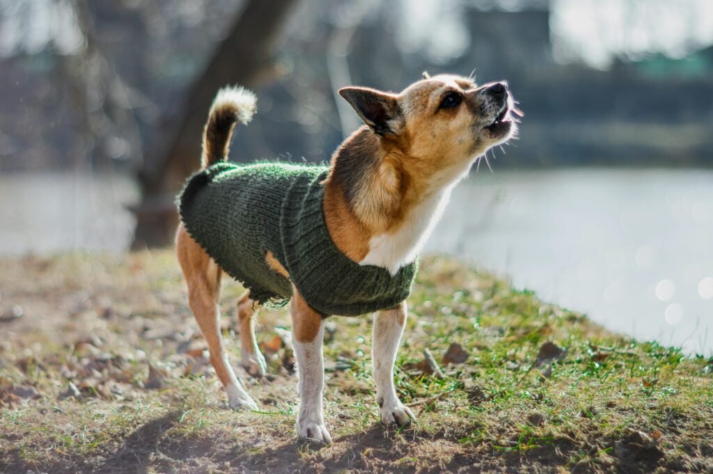 Chihuahua dog wearing a green knitted sweater barking playfully in Montreal during fall walk