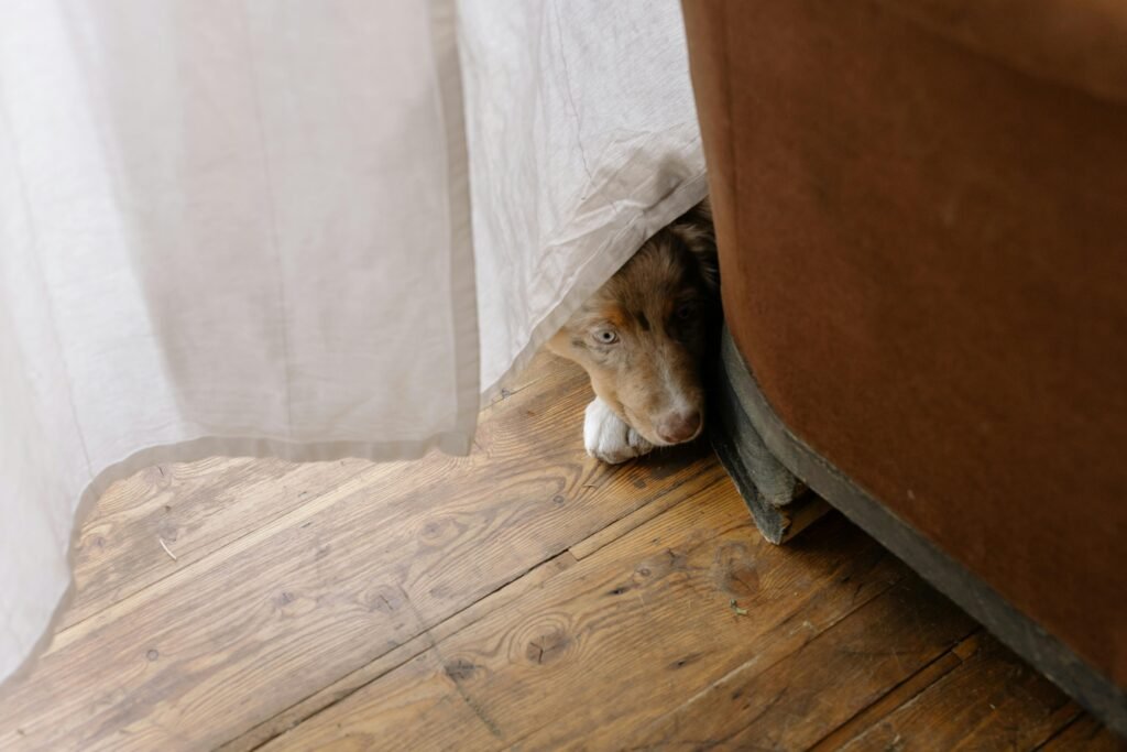 A curious Australian Shepherd peeks from behind a sofa on a wooden floor, partially covered by a curtain.