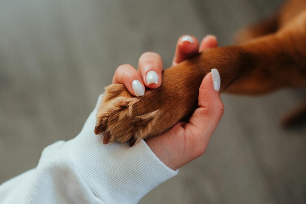 dog hand positive relationship built through science-based dog training