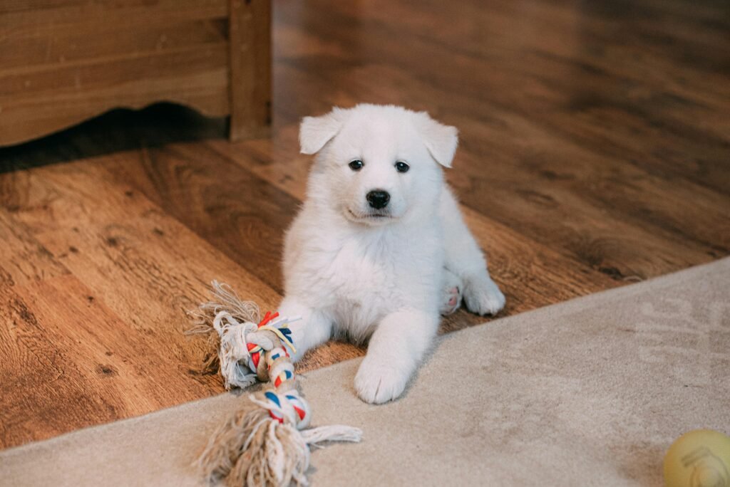 In-home private puppy training focused on everyday skills like calm behaviour