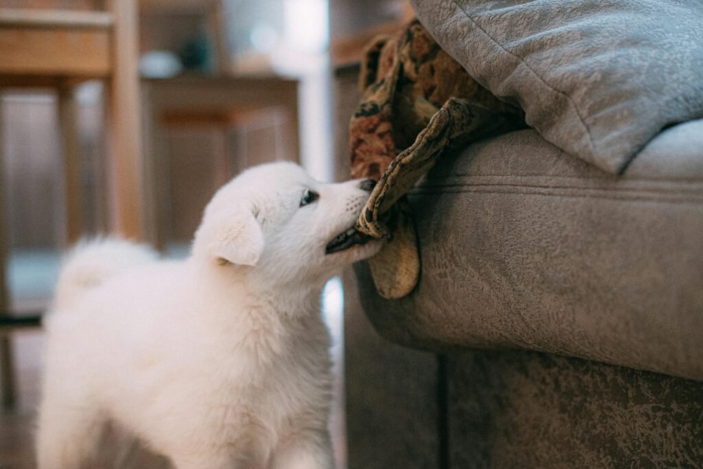 Private puppy training in a Montreal apartment, showing a puppy biting fabric on a couch